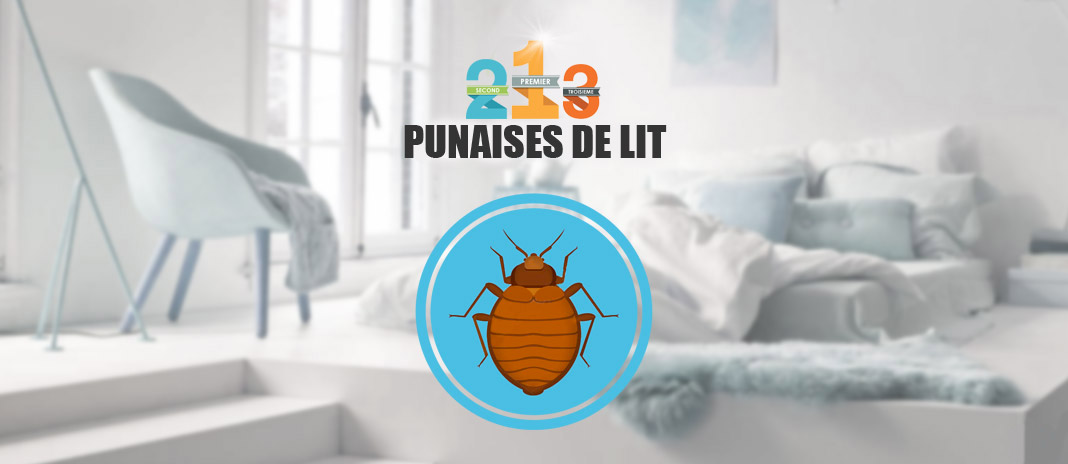 punaises de lit punaises de lit