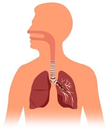 Anatomie de la toux