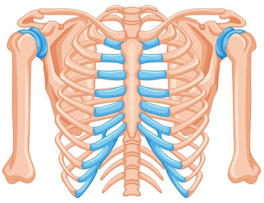 ≡ Douleur Intercostale : Causes, Symptômes et Traitements Possibles