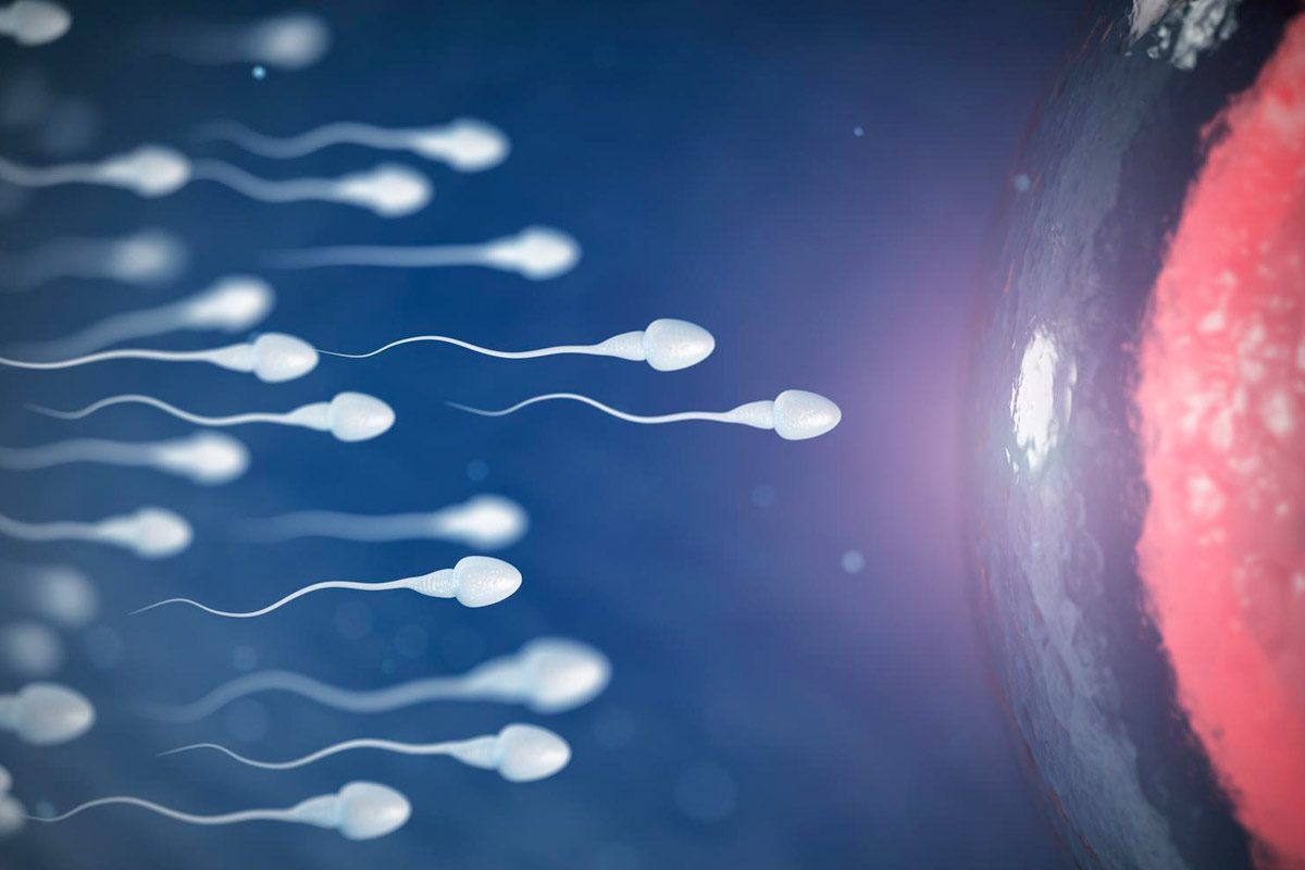 fecondation sperm