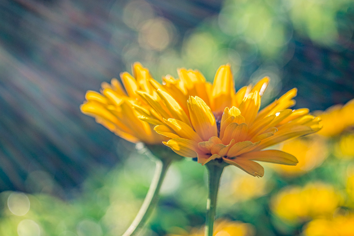 fleurs arnica