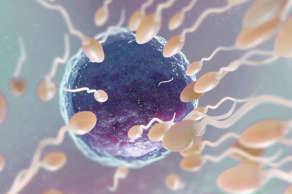 Quelle est la Durée de vie d'un Spermatozoïde ? Toutes les Réponses